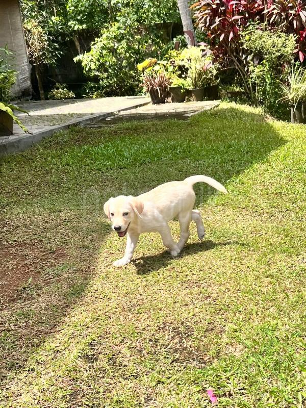 Labrador puppy