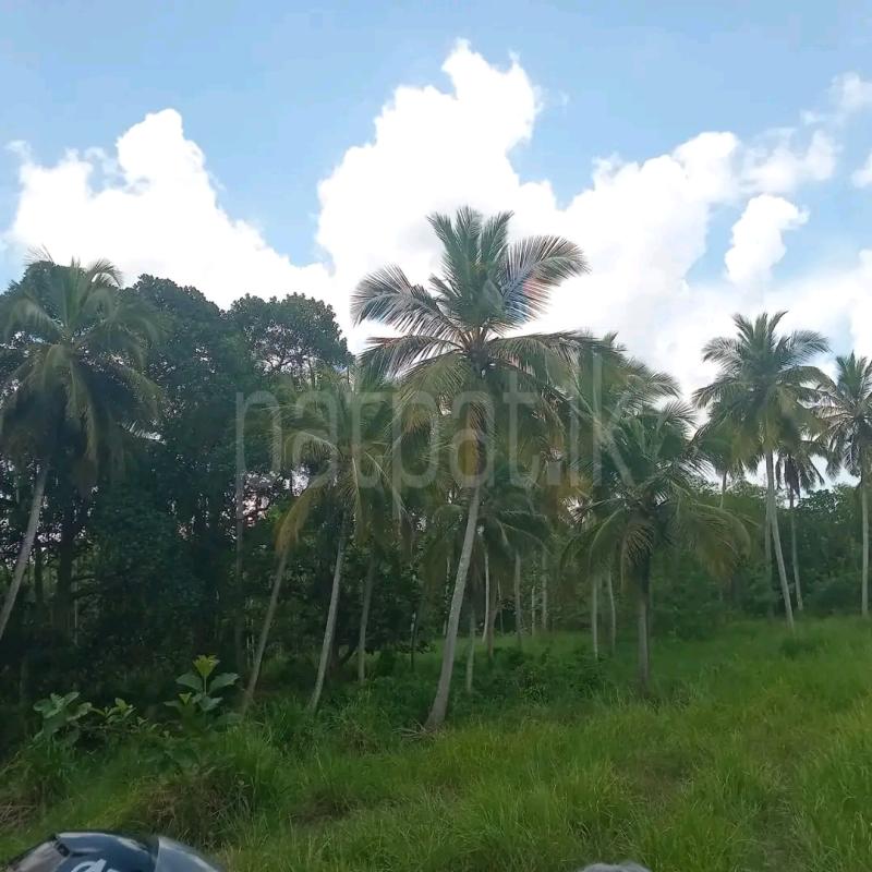Agricultural Land for Sale in Mawathagama