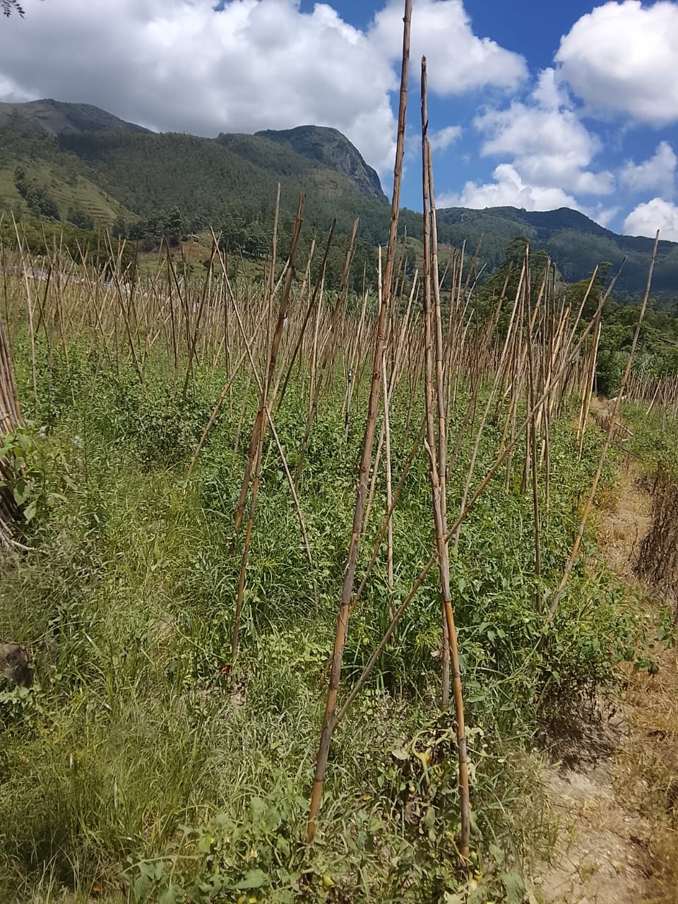 Agricultural Land for Sale in Bogahakumbura ads-image-1