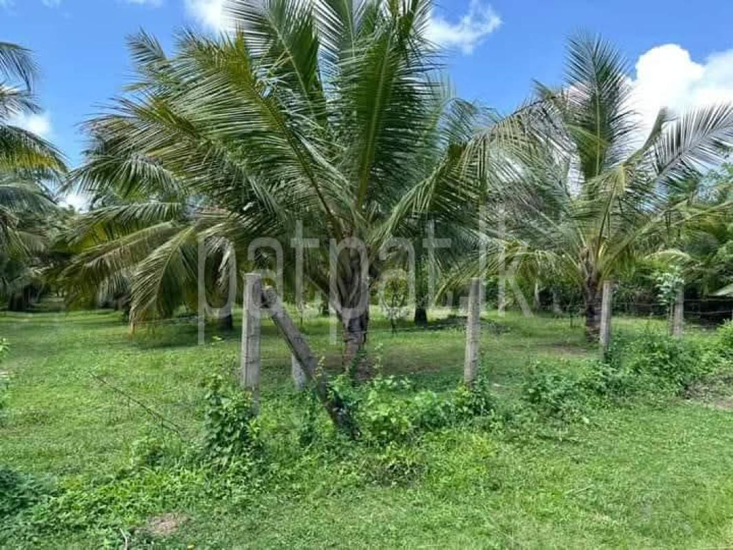 Agricultural Land for Sale in Tangalla ads-image-1