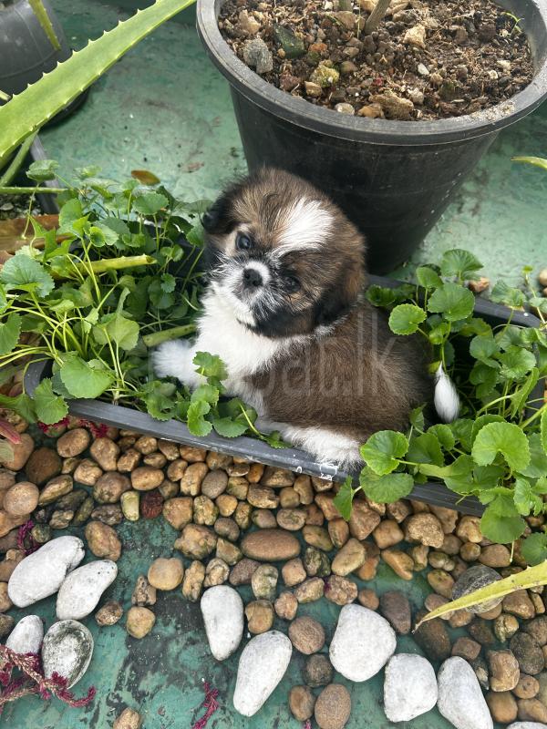 Advertisement image 5