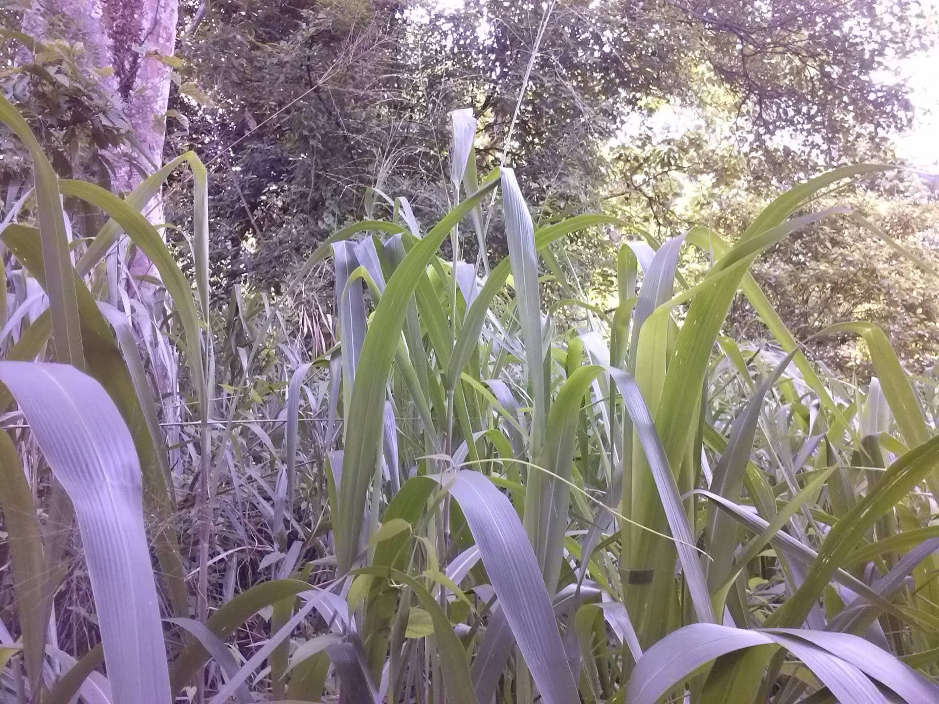 Residential Land for Sale in Anuradhapura