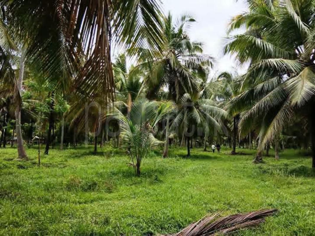 Commercial Land for Sale in Wellawa
