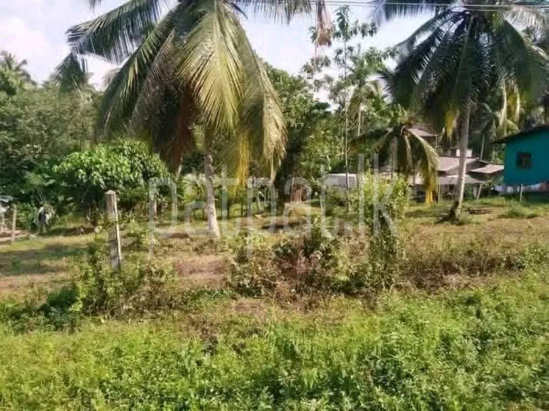 Agricultural Land for Sale in Biyagama