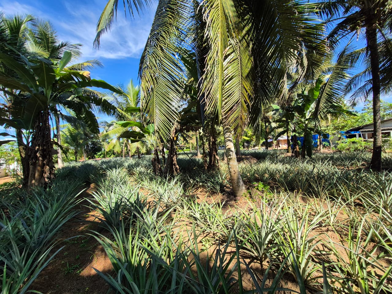 Residential Land for Sale in Delgoda