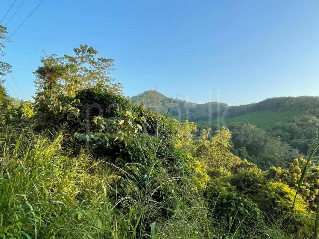 Agricultural Land for Sale in Tummodara