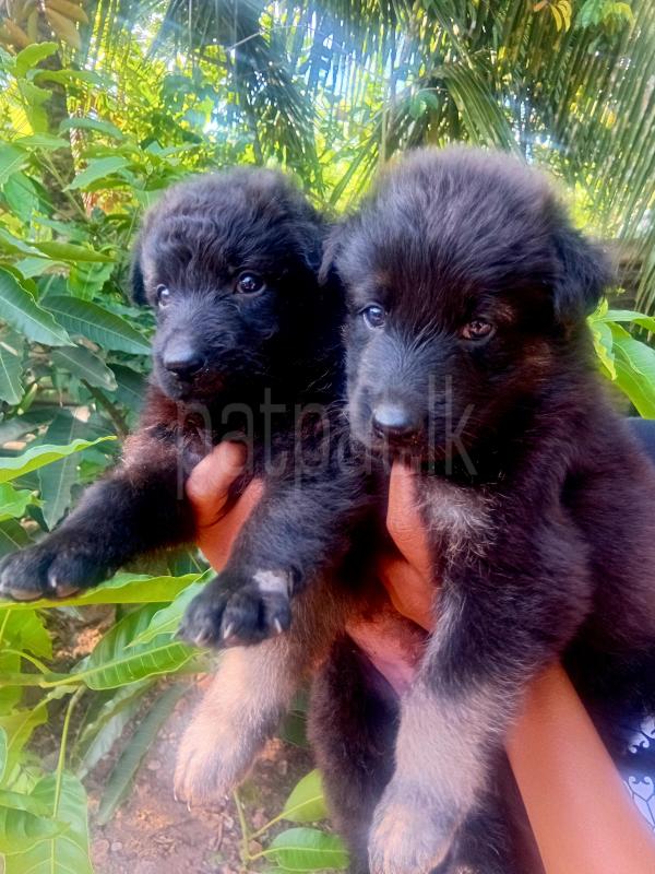 Lion  Shepherd බලු පැටව් විකිනීමට ඇත