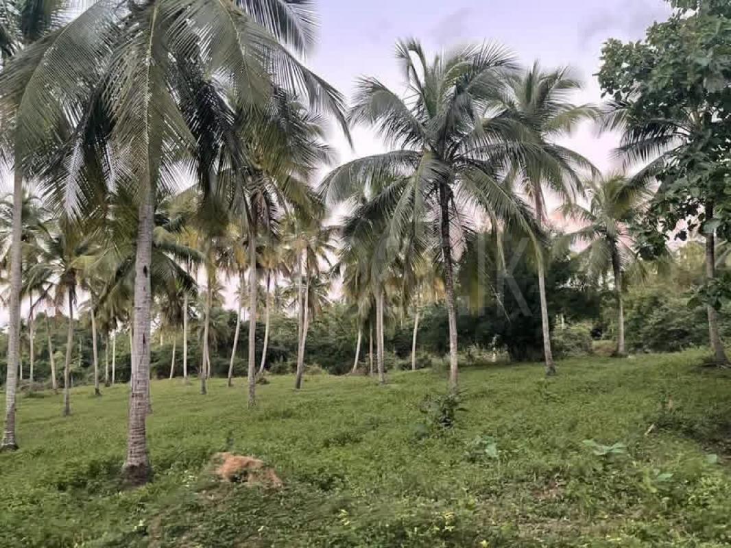 Agricultural Land for Sale in Rambukkana