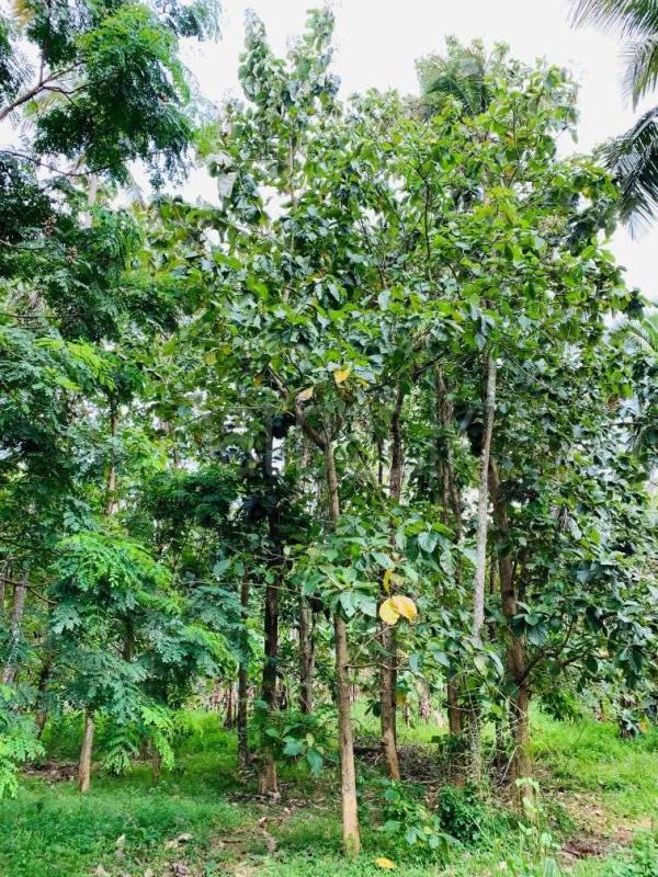 Commercial Land for Sale in Divulapitiya