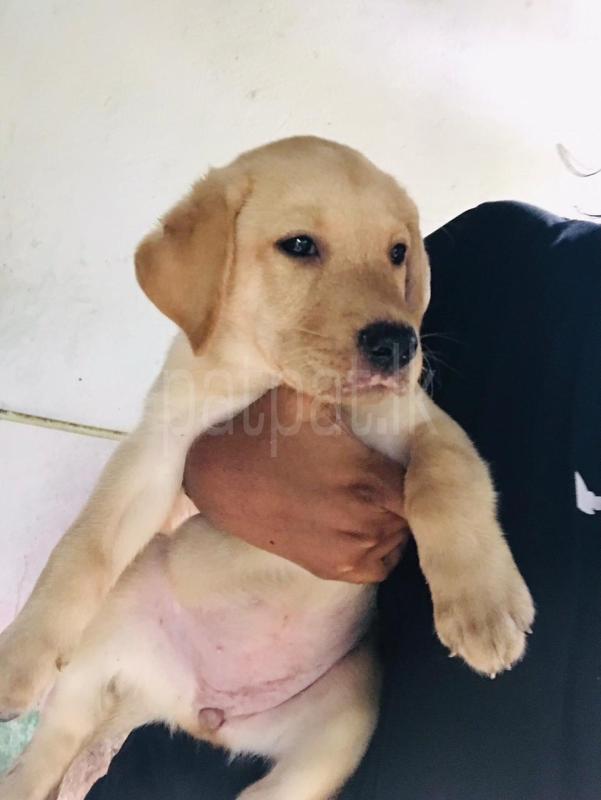Labrador puppies