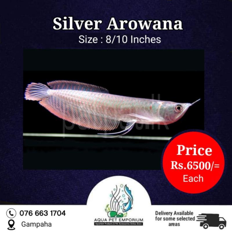 Arowana ads-image-1