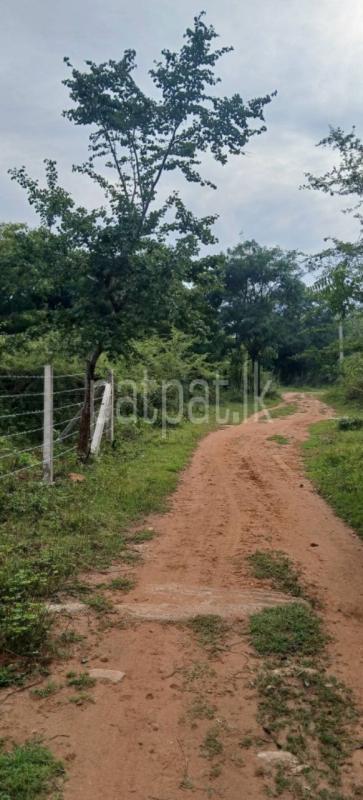Residential Land for Sale in Kataragama ads-image-1