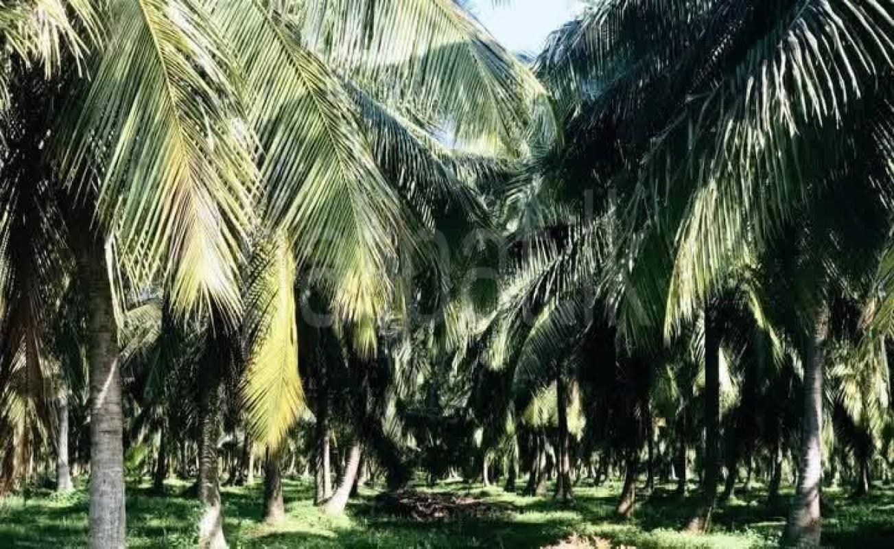 Agricultural Land for Sale in Madurankuliya