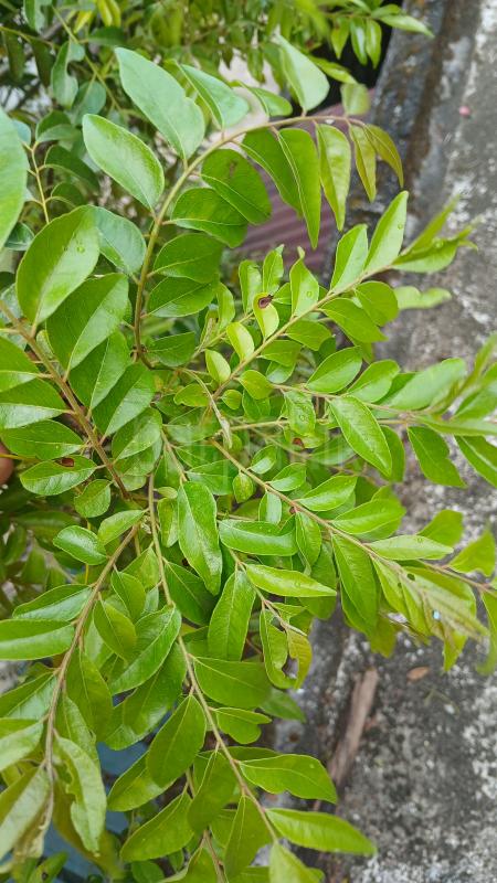 කරපිංචා ගසක් විකිණීමට ඇත ads-image-1