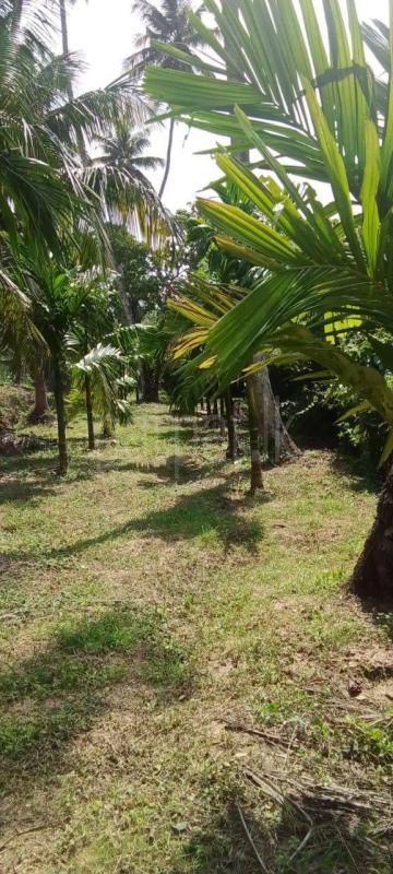 Agricultural Land for Sale in Divulapitiya ads-image-1