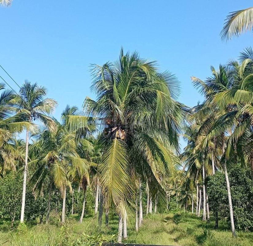 Agricultural Land for Sale in Kurunegala
