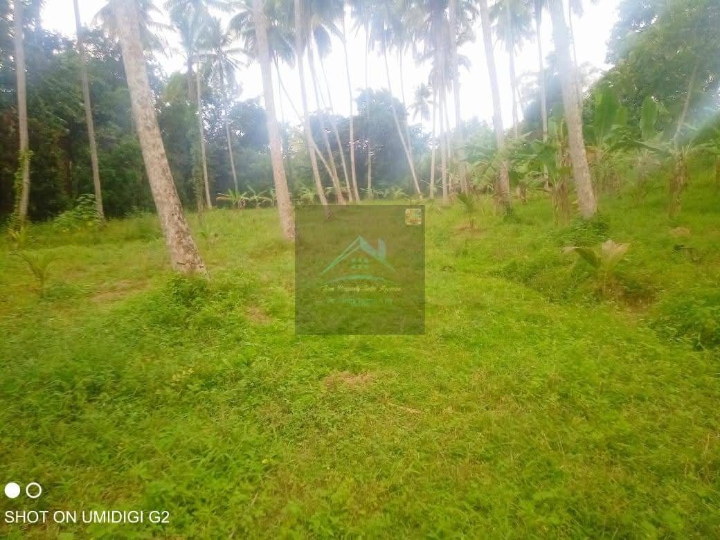 Agricultural Land for Sale in Divulapitiya