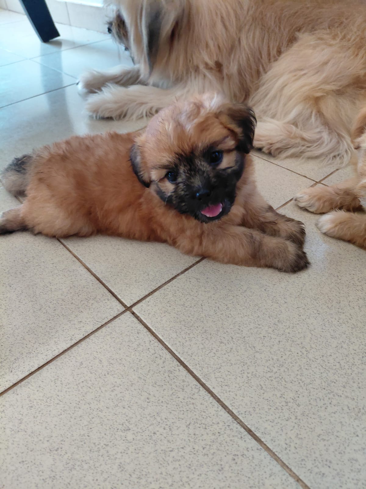 Tibetan Terrier Puppies For Sale