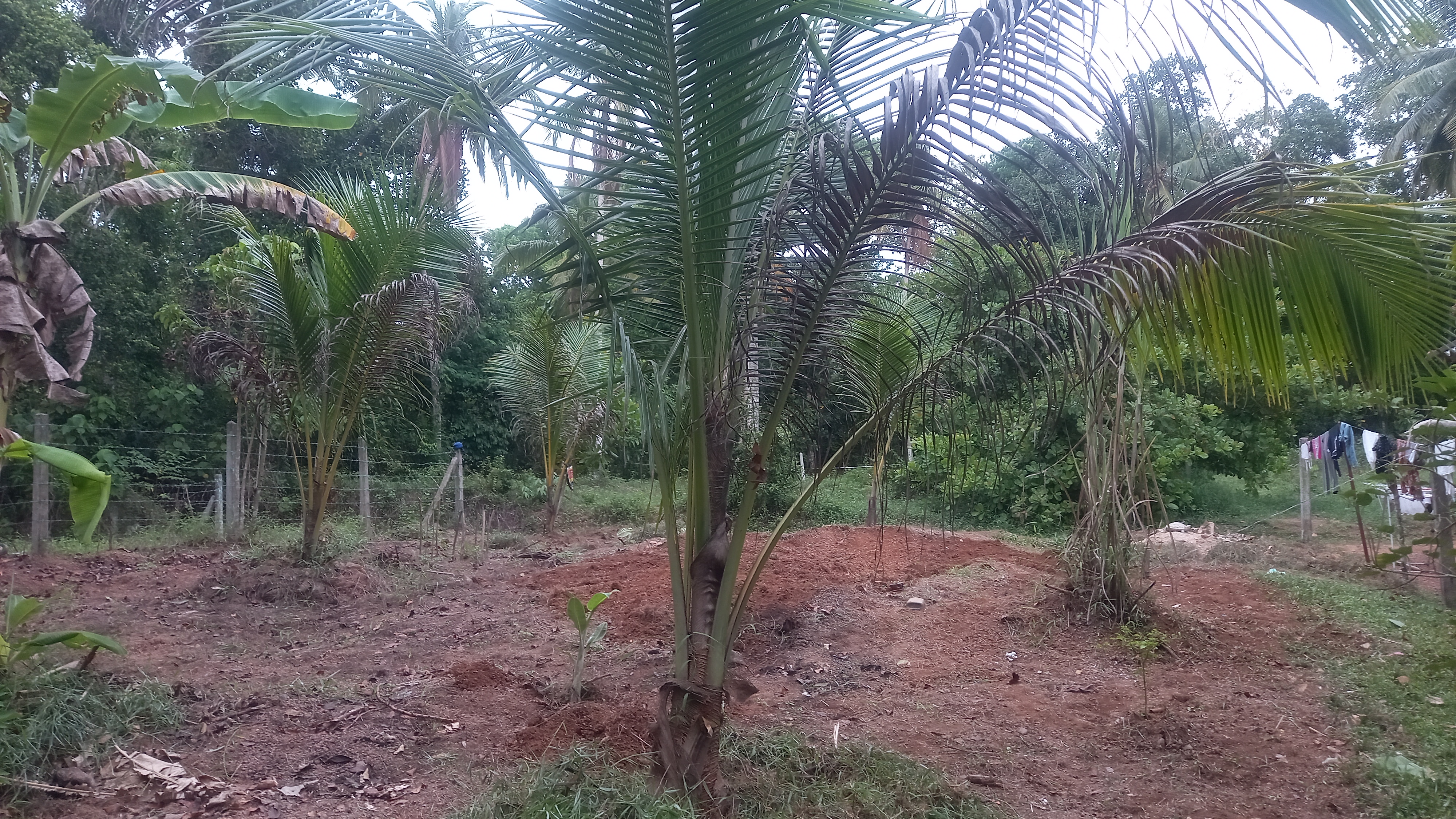 Residential Land for Sale in Horampella