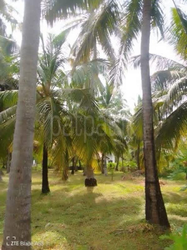 Residential Land for Sale in Chilaw ads-image-1