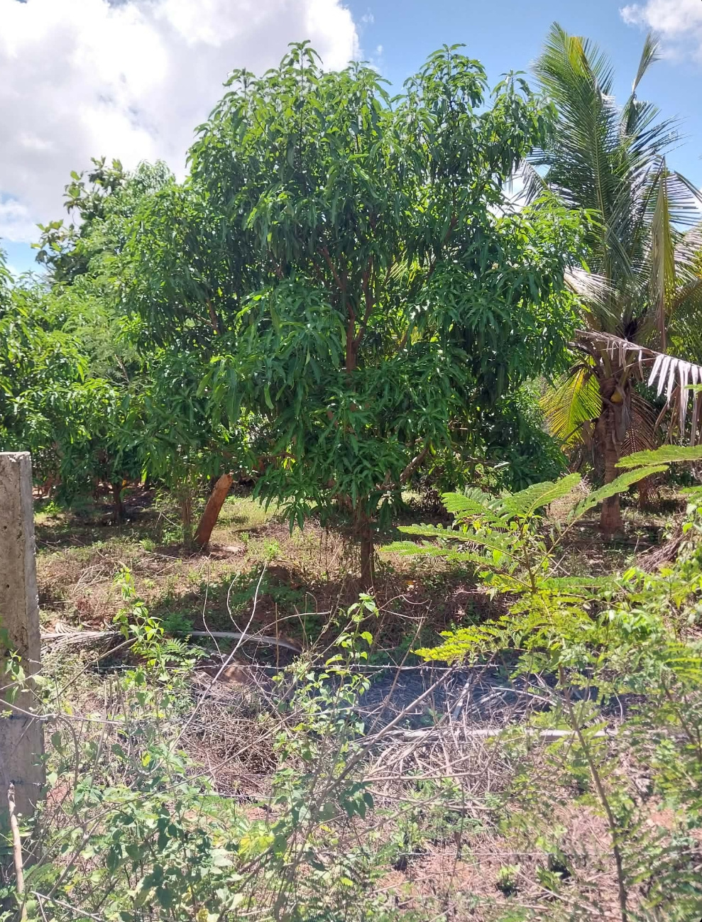 Agricultural Land for Sale in Tissamaharama