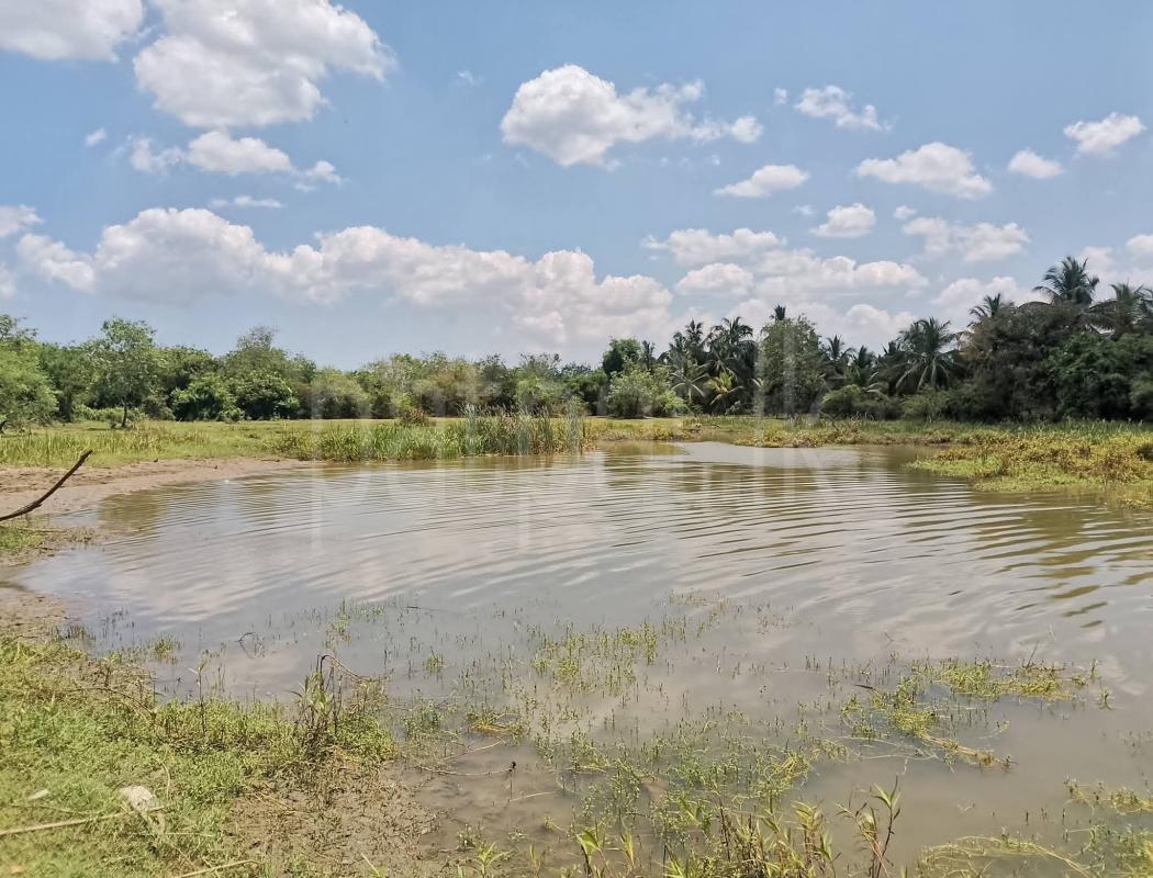 Agricultural Land for Sale in Embilipitiya