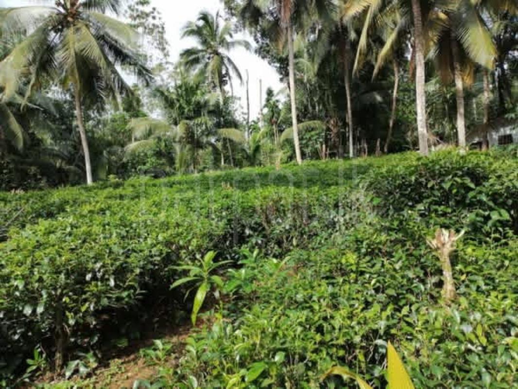 Agricultural Land for Sale in Galle ads-image-1