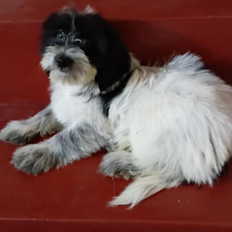 Shih-Tzu puppies