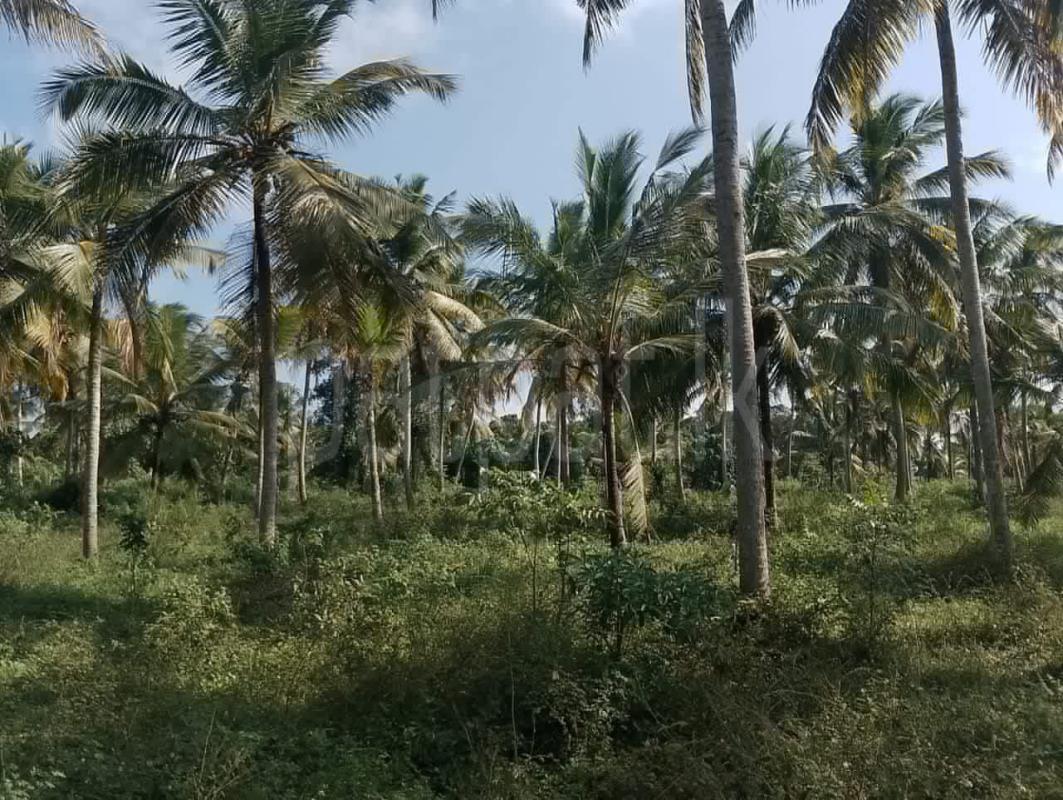 Agricultural Land for Sale in Gampaha ads-image-1