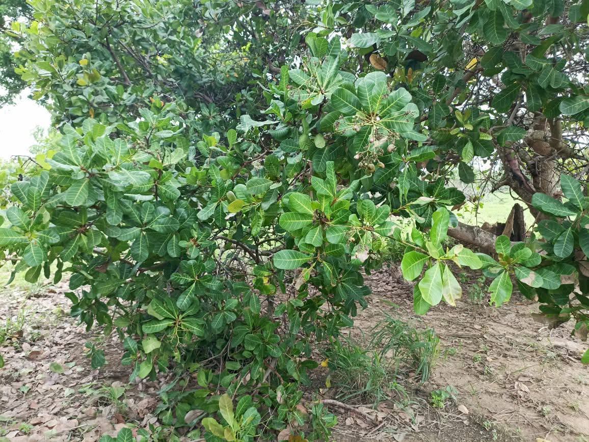 Agricultural Land for Sale in Puttalam