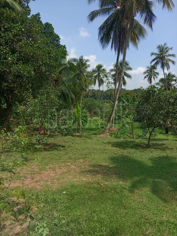 premium-listing-image