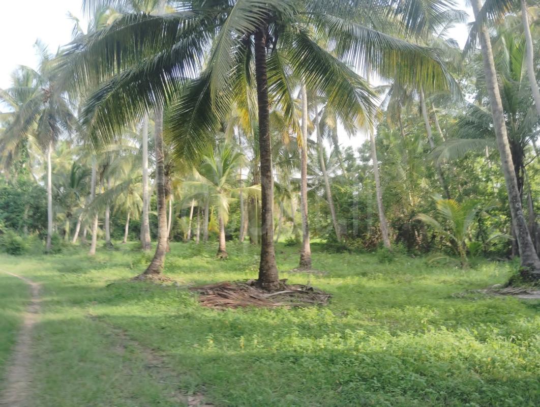 Agricultural Land for Sale in Wariyapola
