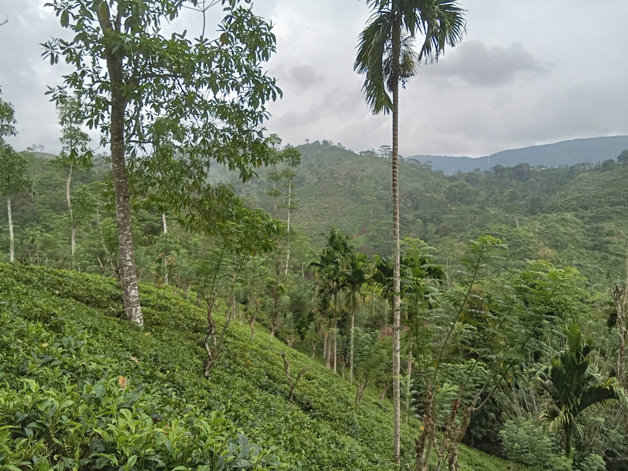 Agricultural Land for Sale in Deniyaya