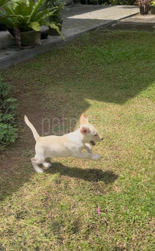 Labrador puppy