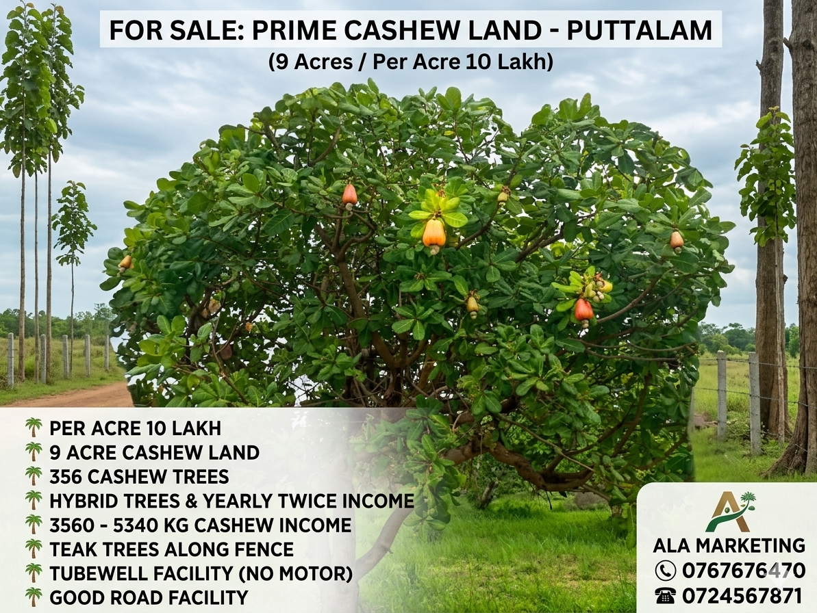 Agricultural Land for Sale in Puttalam