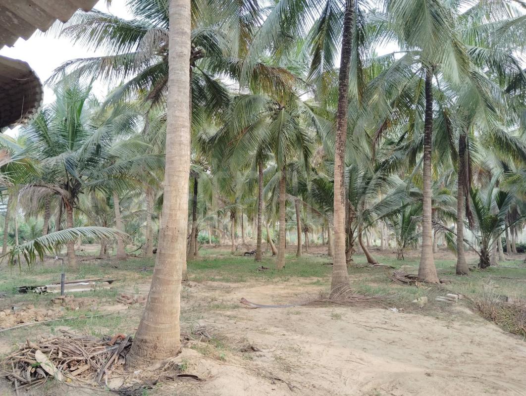 Agricultural Land for Sale in Nikaweratiya