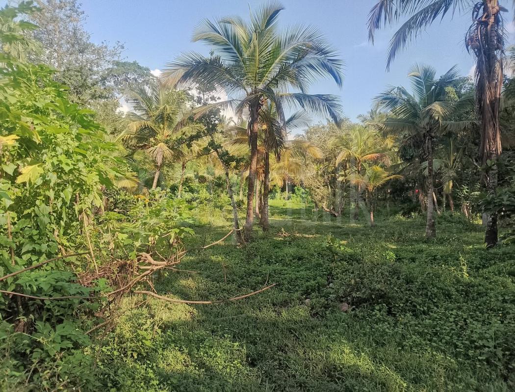 Agricultural Land for Sale in Weeraketiya