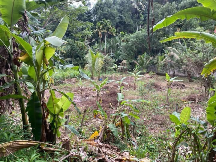 Agricultural Land for Sale in Gampola ads-image-1