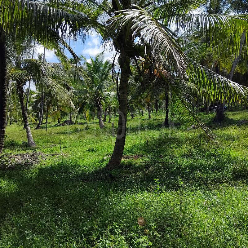 Residential Land for Sale in Kuliyapitiya ads-image-1