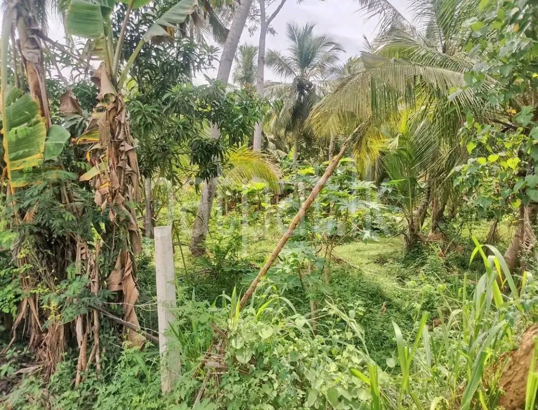 Agricultural Land for Sale in Weliveriya