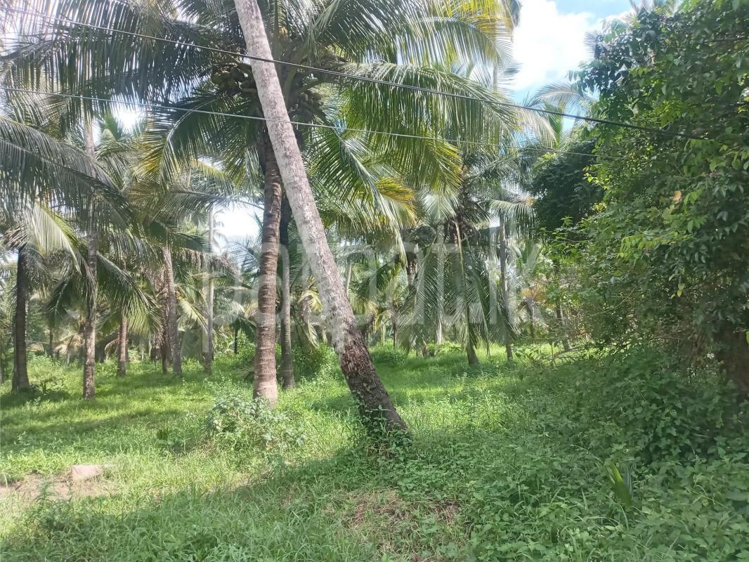 Agricultural Land for Sale in Kuliyapitiya