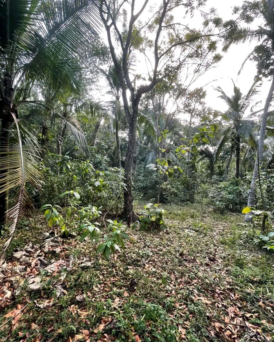 Agricultural Land for Sale in Mirigama