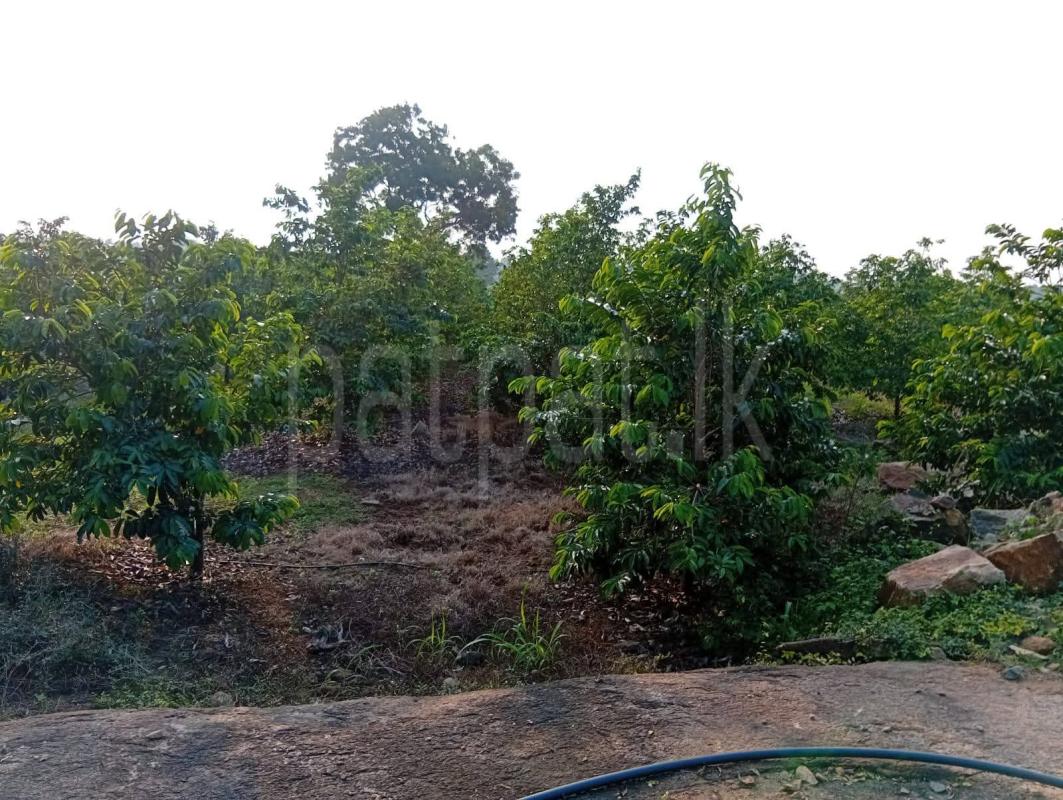 Residential Land for Sale in Mihintale