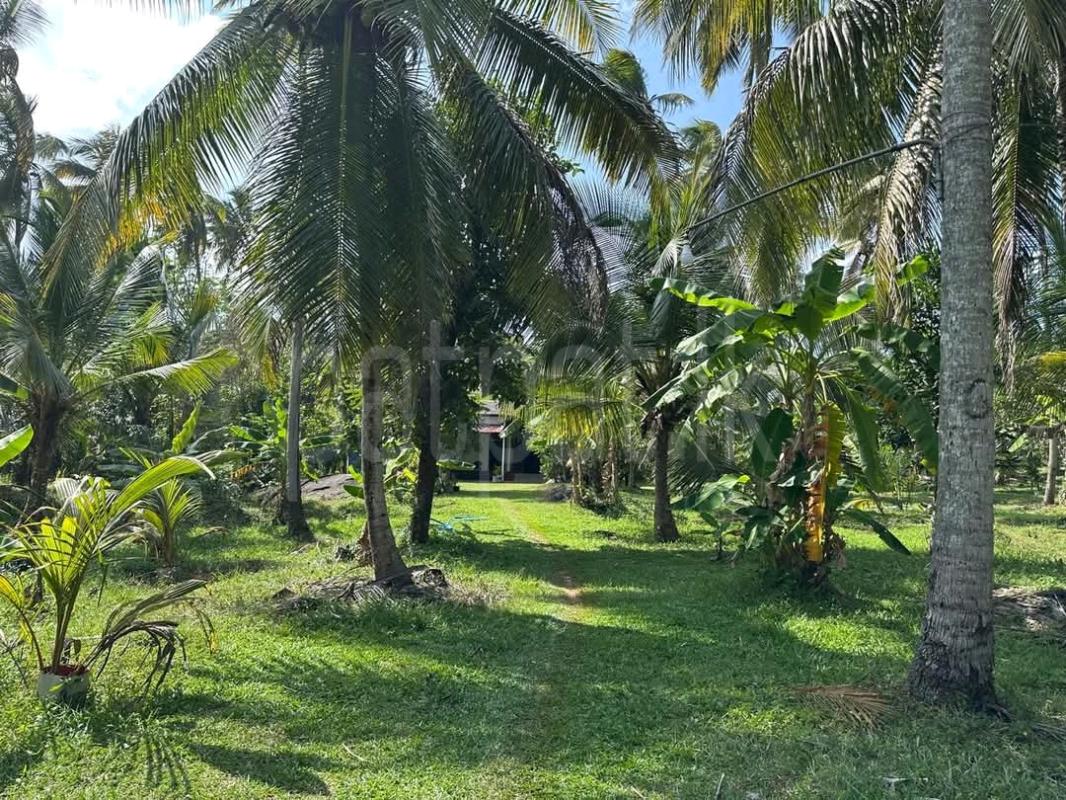 Agricultural Land for Sale in Maggona ads-image-1