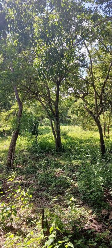 Residential Land for Sale in Kataragama