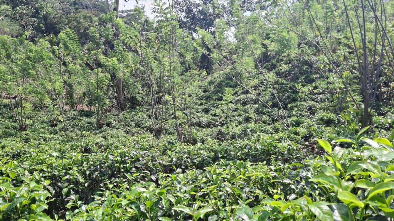 Agricultural Land for Sale in Galle