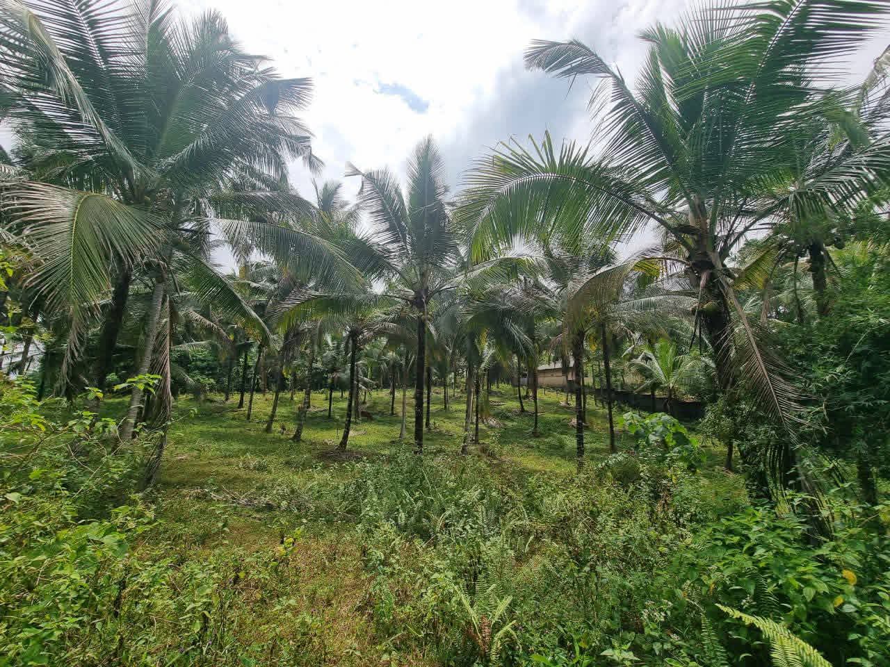 Agricultural Land for Sale in Kirindiwela