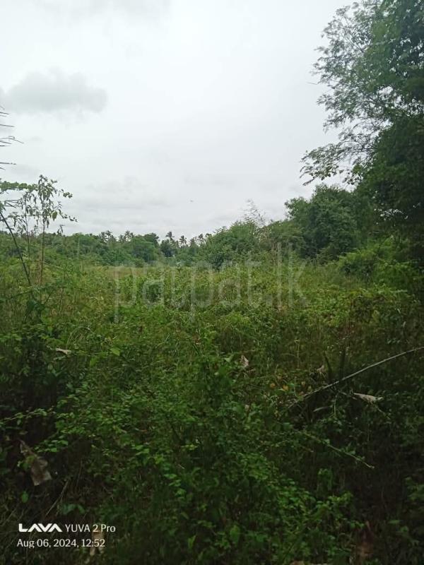 Agricultural Land for Sale in Bingiriya
