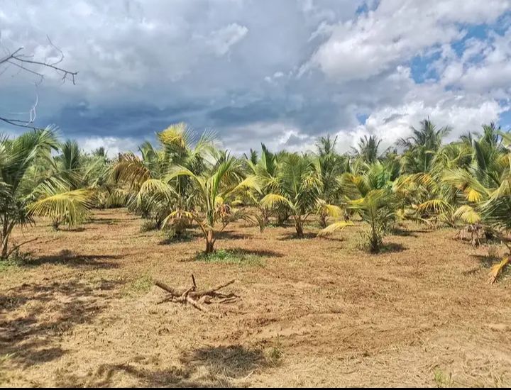 Agricultural Land for Sale in Embilipitiya