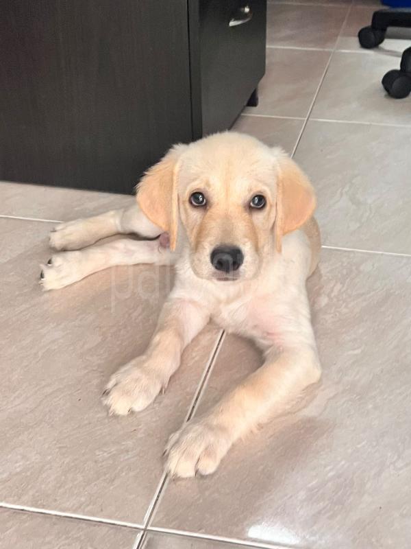 Labrador puppy